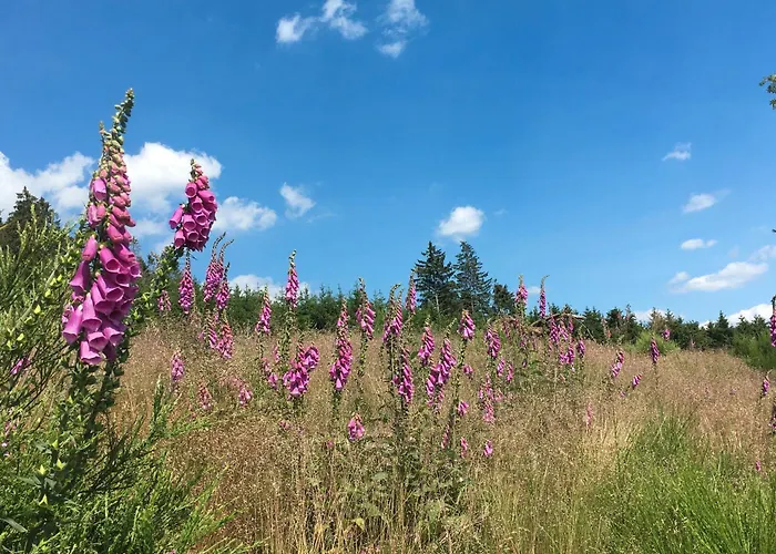 Wahl سشمالنبرغ